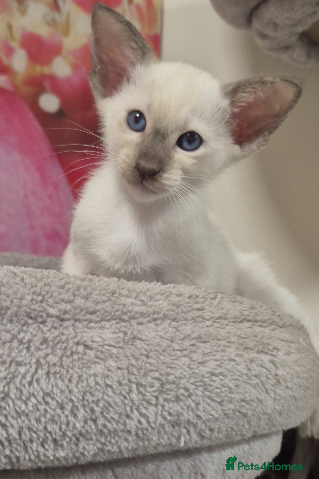 Oriental cats for sale: Oriental and Siamese kittens. - Advert 5