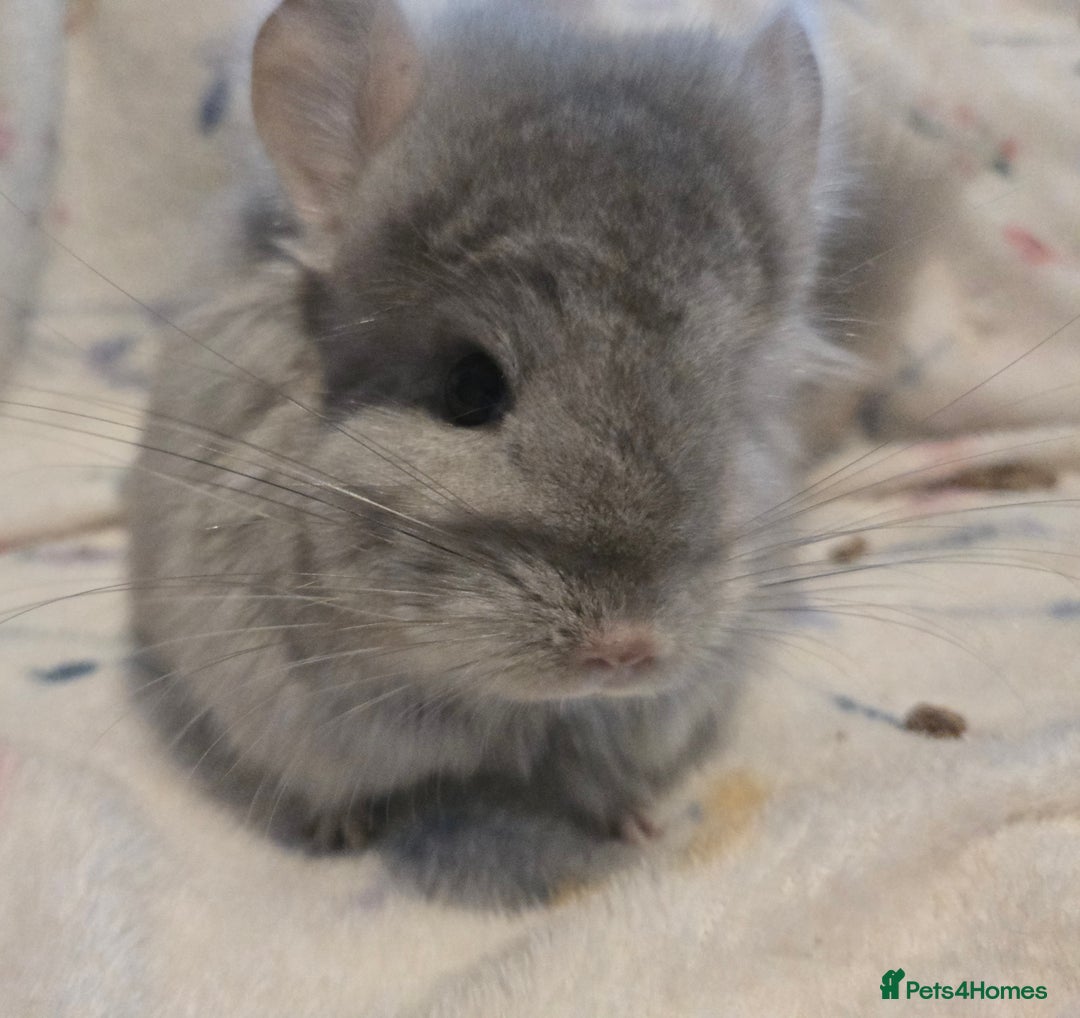 Chinchilla rodents for sale: Gorgeous Tan Royal Persian Angora Poss VC/BDC - Advert 9