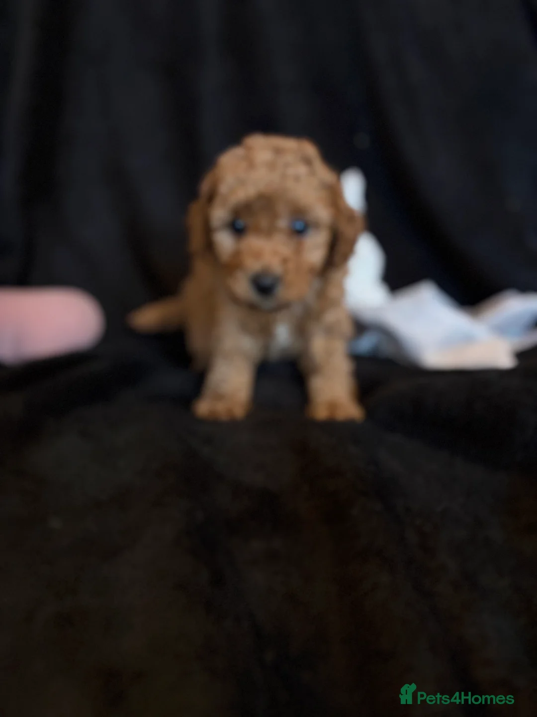 Cavapoochon dogs for sale: Gorgeous Therapy puppies  - Advert 16