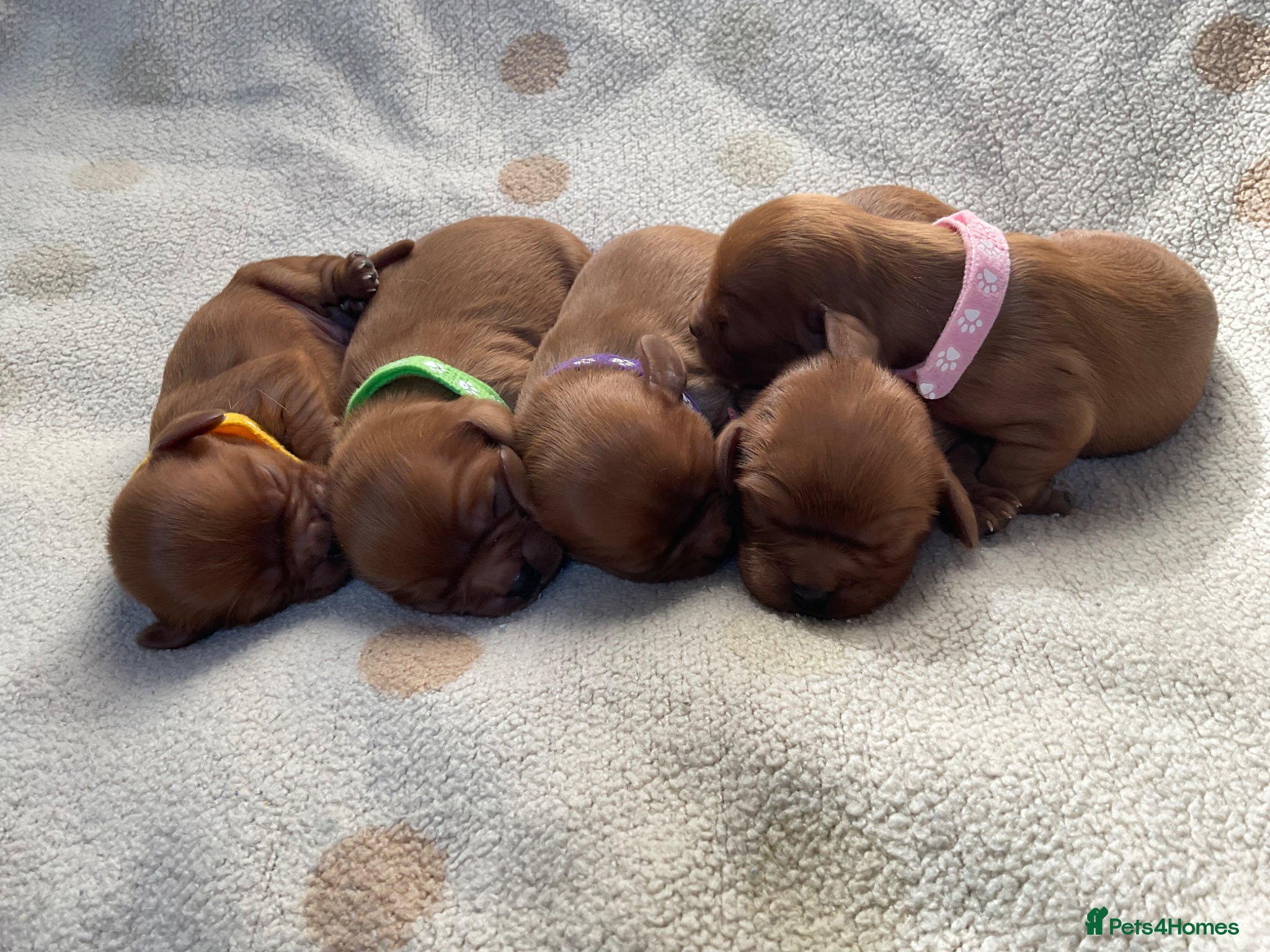 Cavalier King Charles Spaniel dogs Ruby Cavalier King Charles Spaniels Puppy’s  - Advert 2