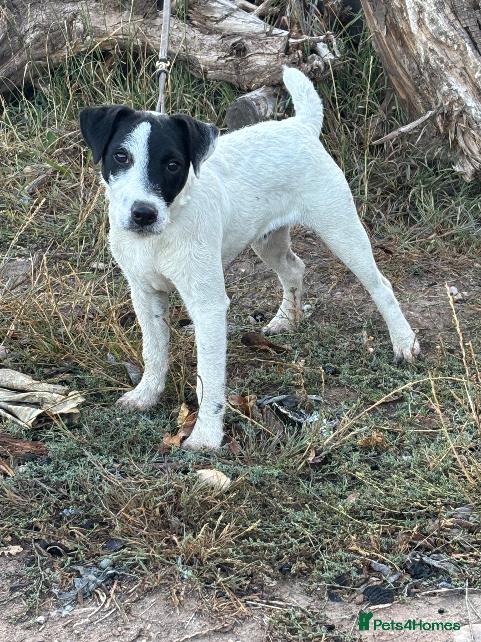 Jack Russell dogs Jack Russell dog 6 months old  - Advert 2
