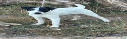 Jack Russell dogs for sale: Jack Russell dog 6 months old  - Advert 2