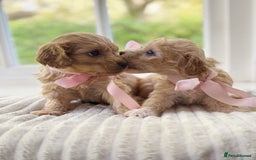 Cavapoochon dogs for sale: Cavapoochon puppies - Image 16