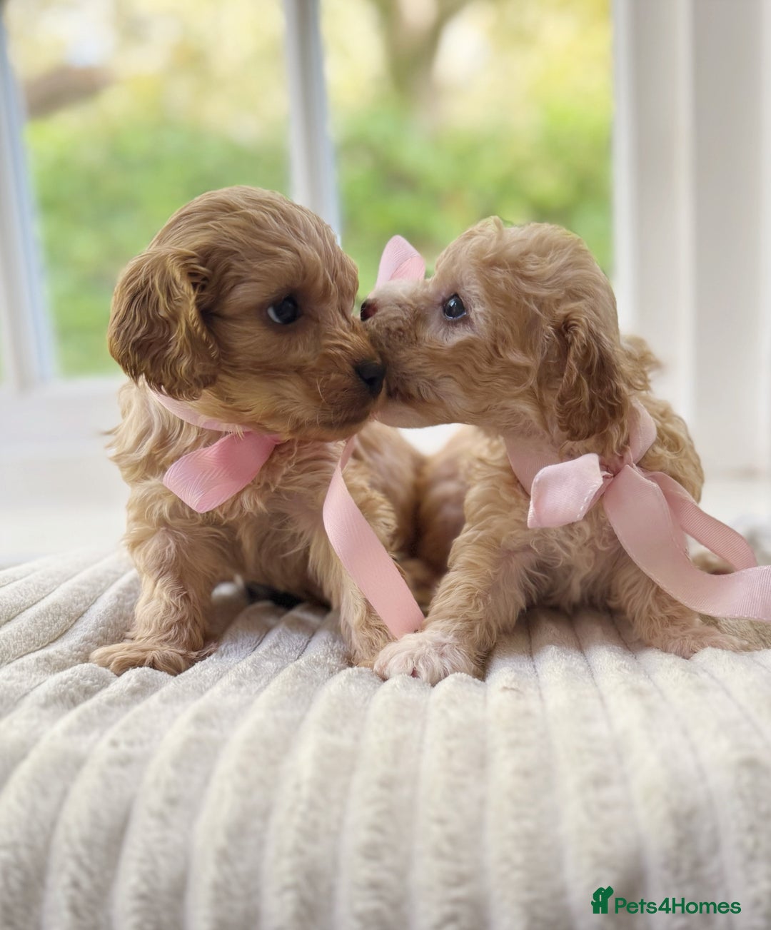 Cavapoochon dogs for sale: Cavapoochon puppies - Image 16