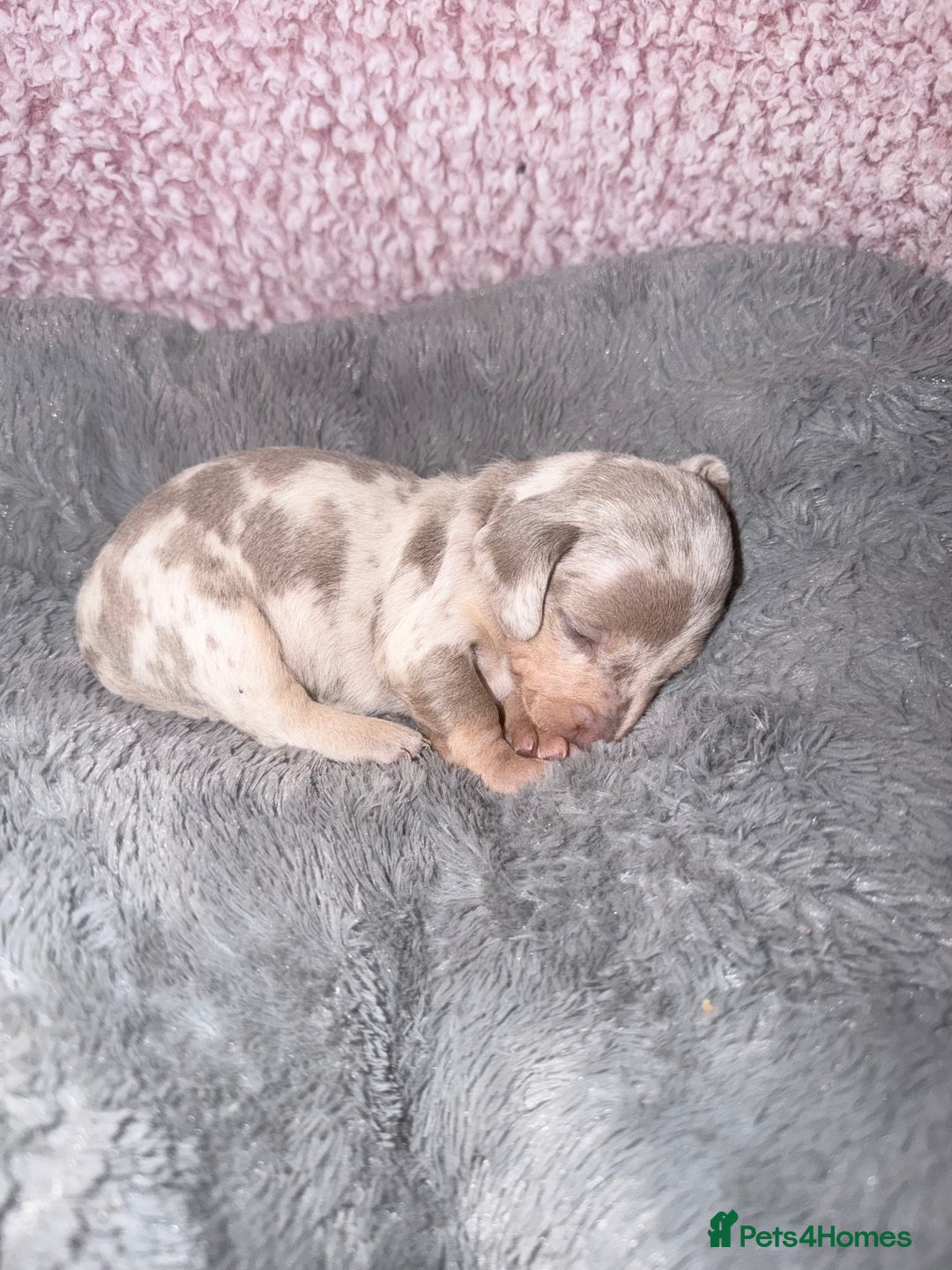 Miniature Dachshund dogs for sale: Stunning kc reg miniature dachshund puppies - Advert 15