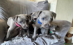 Whippet dogs for sale: Beautiful KC Reg Blue Whippet puppies - Image 19