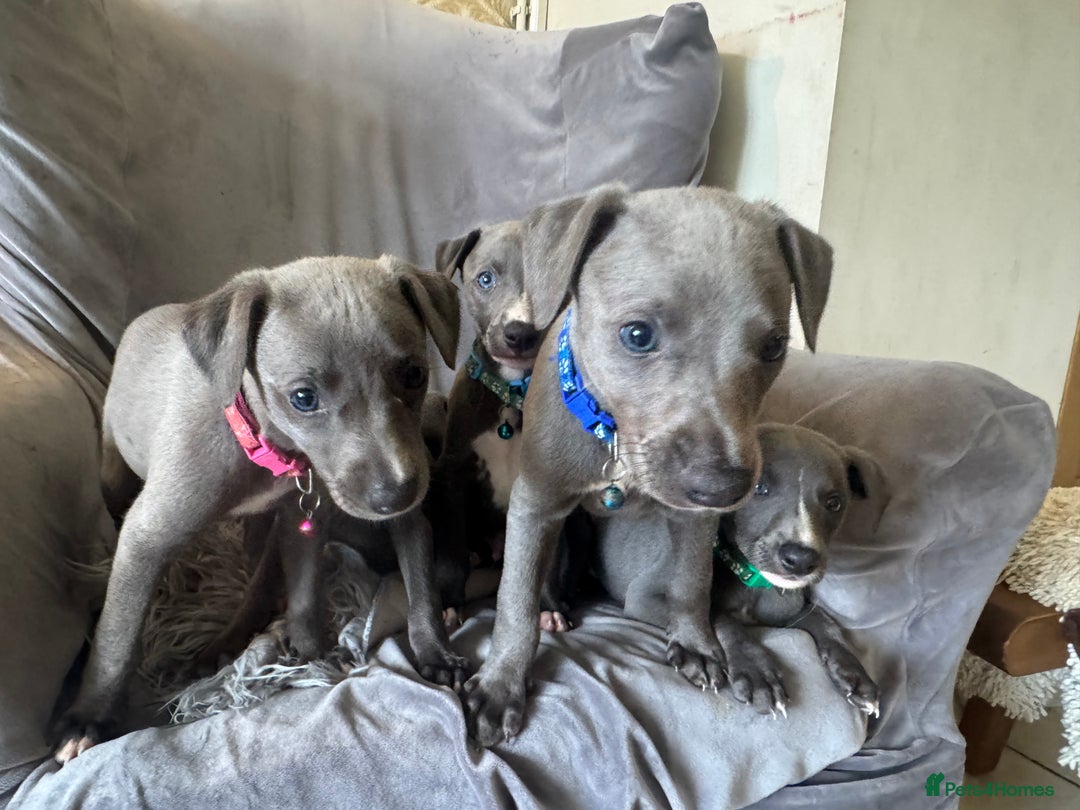 Whippet dogs for sale: Beautiful KC Reg Blue Whippet puppies - Image 19