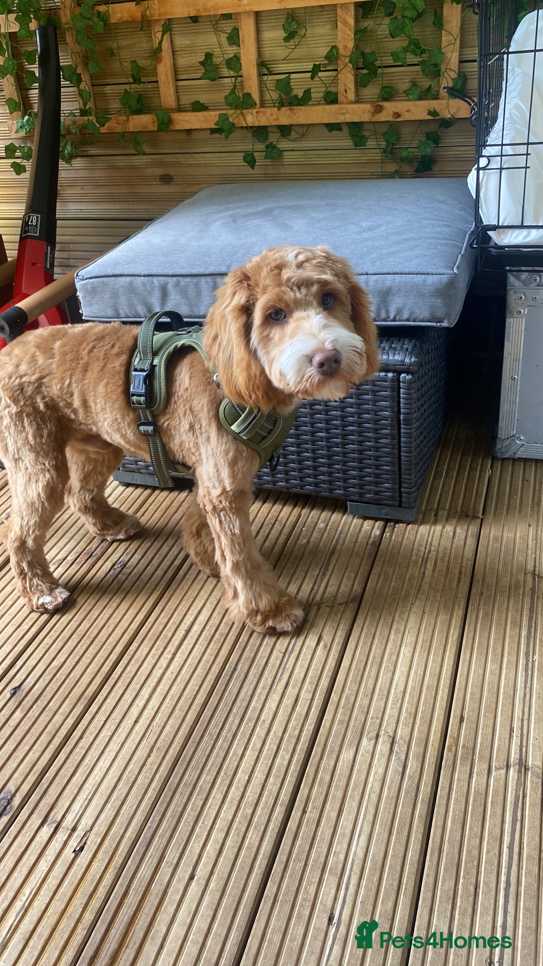 Cockapoo dogs for sale: Disco the Cockapoo - Advert 4