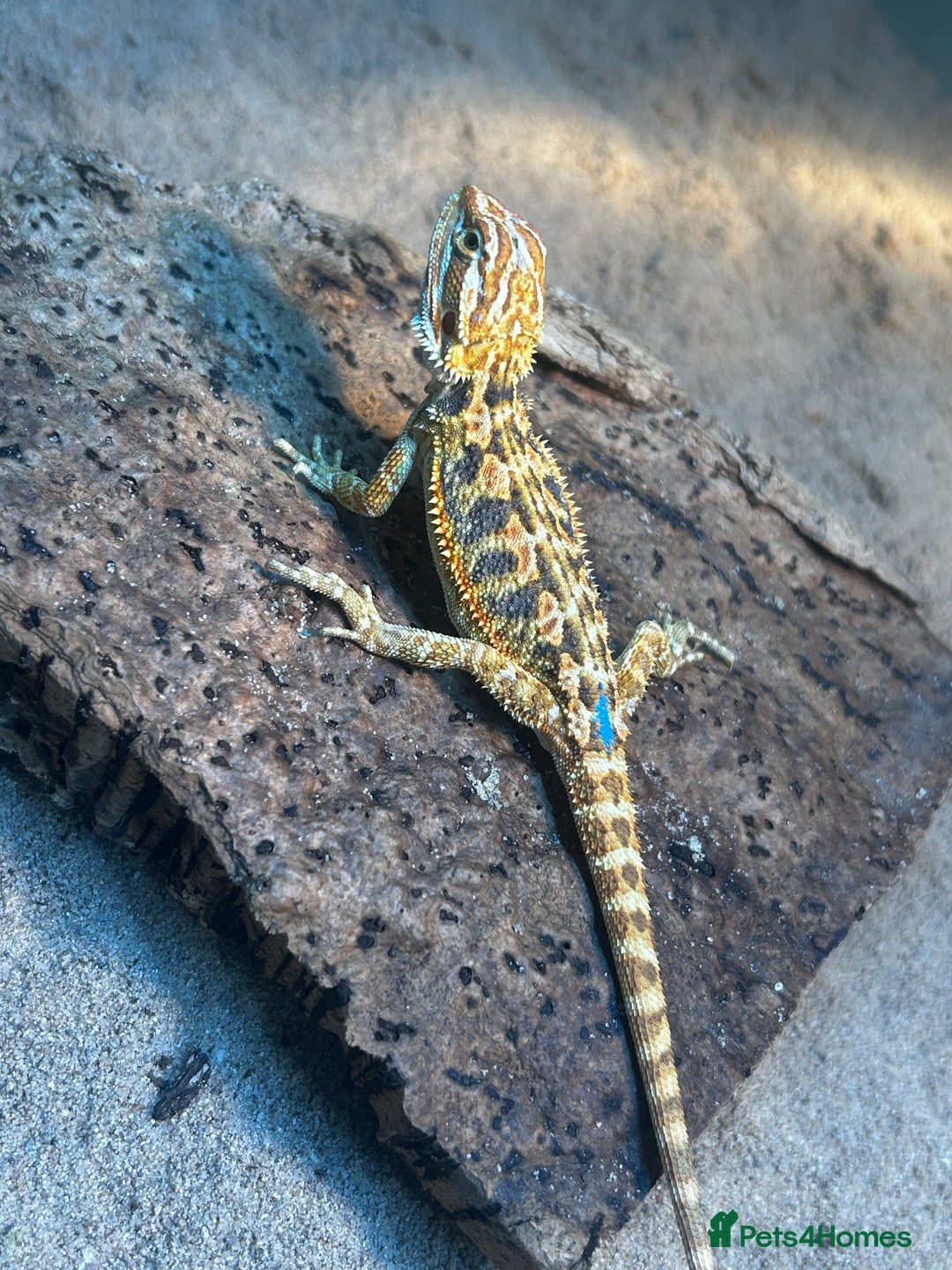 Bearded Dragon reptiles for sale: Bearded Dragons - stunning babies  - Image 10