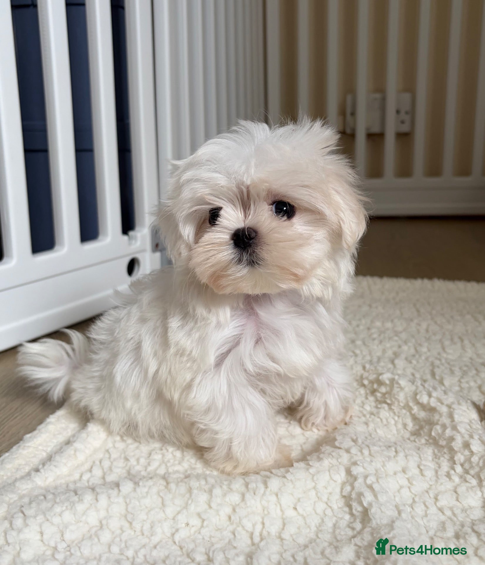 Maltese dogs KC Korean line toy/mini maltese puppies - Advert 2