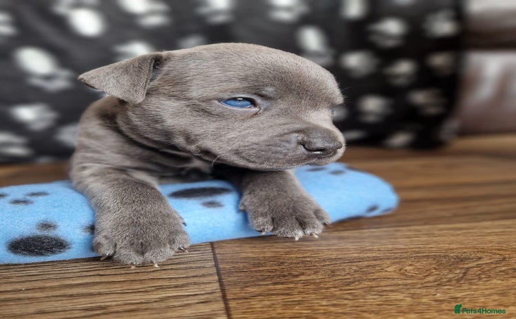 Staffordshire Bull Terrier dogs - Advert 4