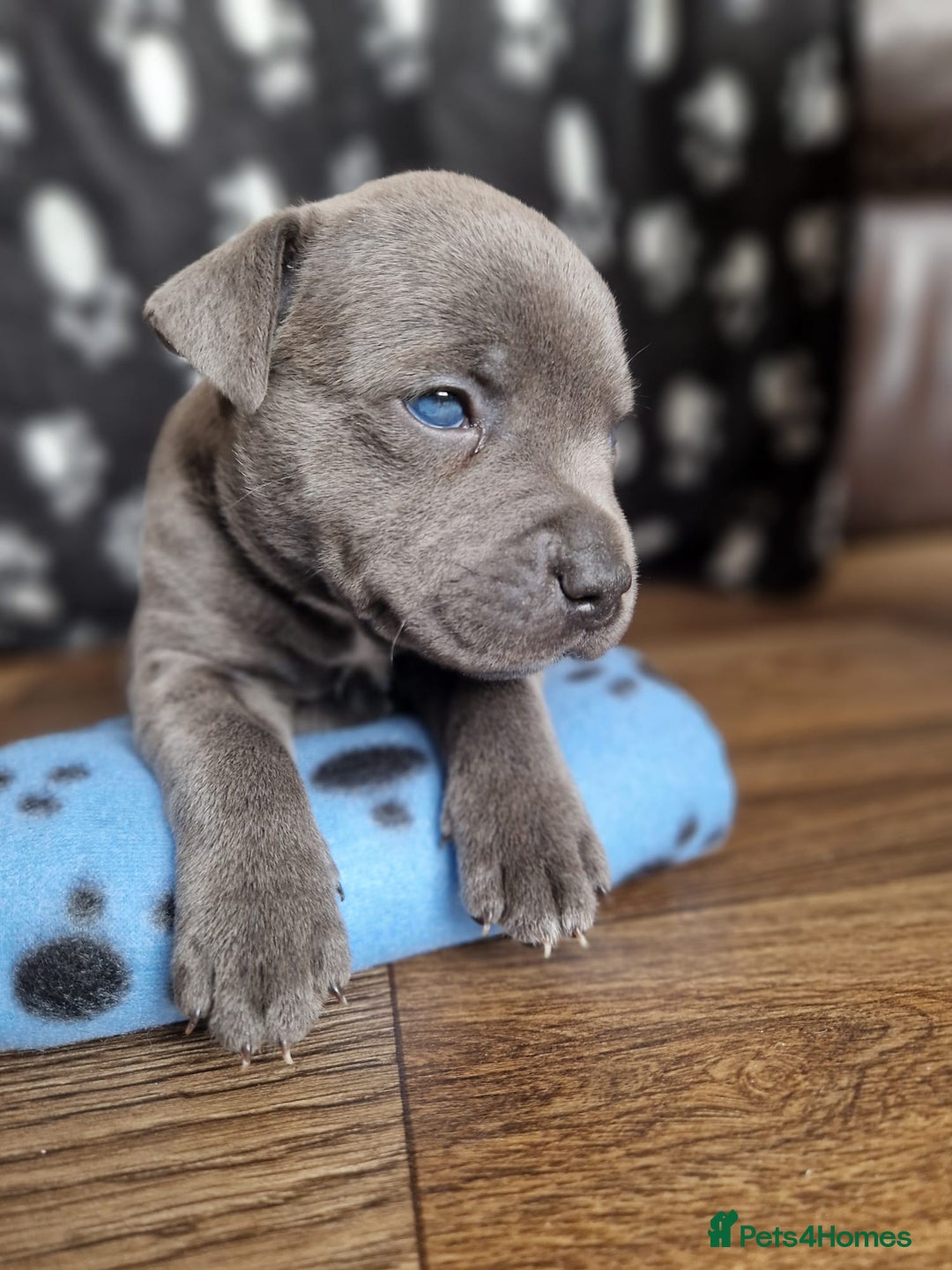 Staffordshire Bull Terrier dogs for sale: KC Reg Staffy Pups – Beautiful Chunky Puppys - Image 2