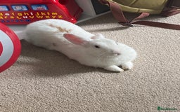 Mixed Breed rabbits for sale: Cloudy the rabbit  - Image 2
