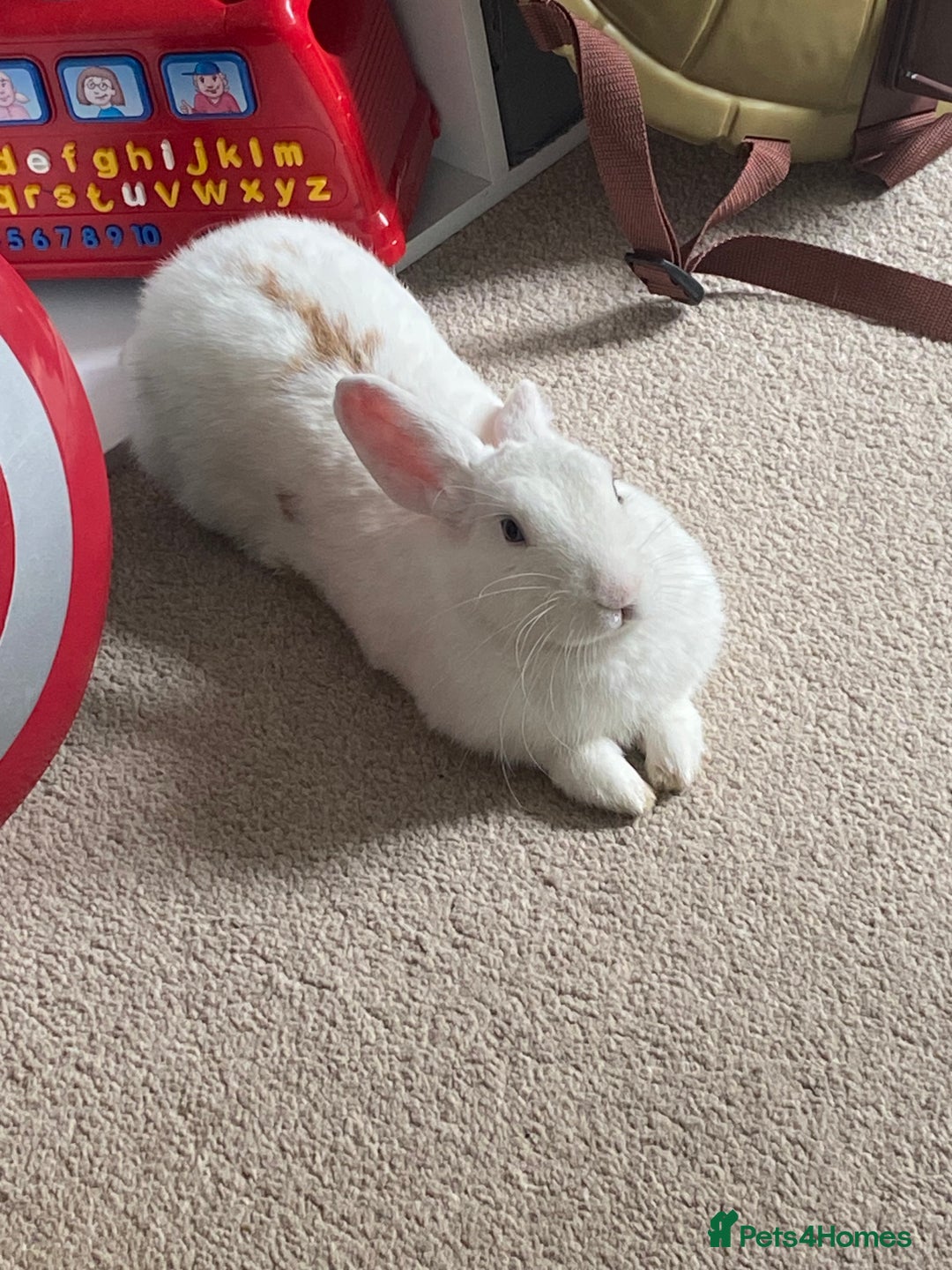 Mixed Breed rabbits for sale: Cloudy the rabbit  - Image 2