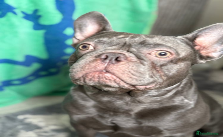 French Bulldog dogs in Southampton - Advert 10