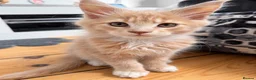 Maine Coon cats for sale: READY NOW ,TICA MALE MAINECOON - Advert 8