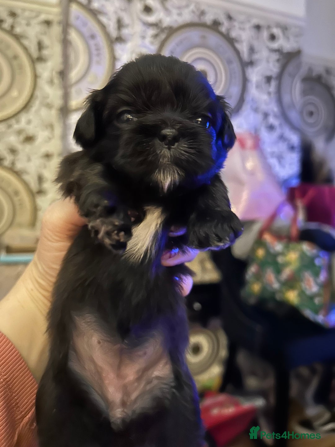 Shih Tzu dogs for sale: Beautiful shih tzu pups for sale  - Advert 9