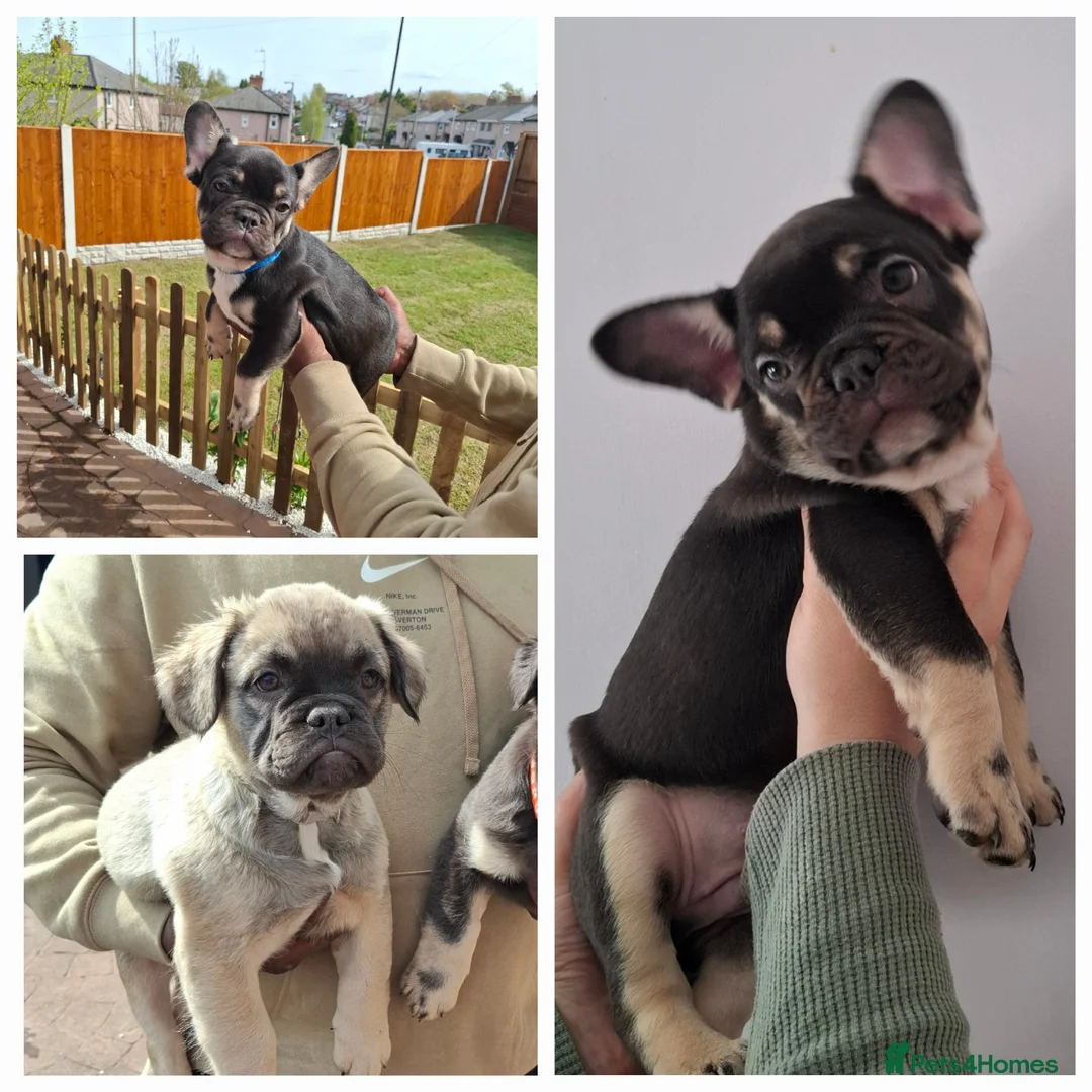 French Bulldog dogs for sale: Exotic coloured visual fluffy frenchies  - Advert 1