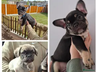 French Bulldog dogs Exotic coloured visual fluffy frenchies - Advert 24