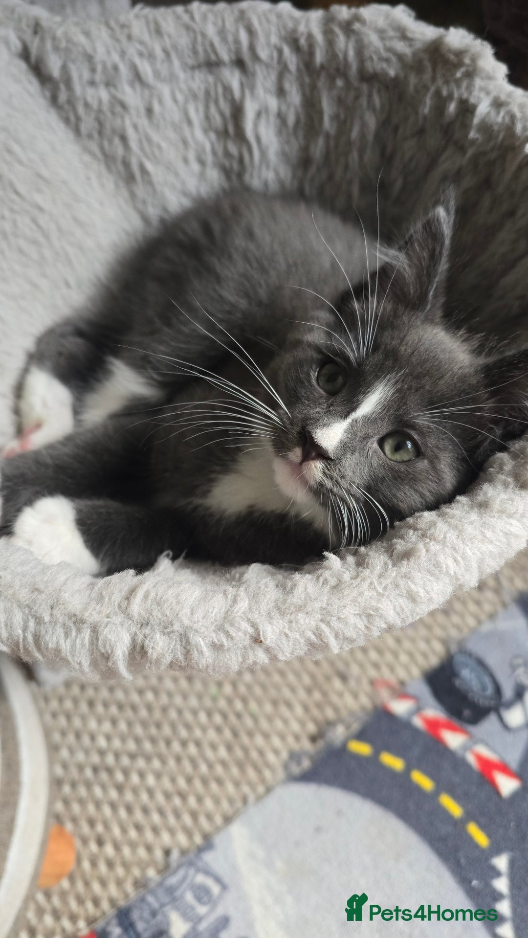 Mixed Breed cats for sale: Stunning Maine Coon Mix Kittens–Ready 15th Feb - Advert 18