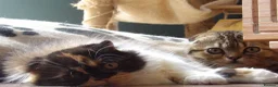 Scottish Fold cats for sale: STUNNING GOLD TABBY F1 FOLDEX MALE KITTEN 🐾 - Advert 3