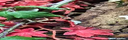 Mixed Breed reptiles for sale: Stick insects  in Cheltenham - Advert 2