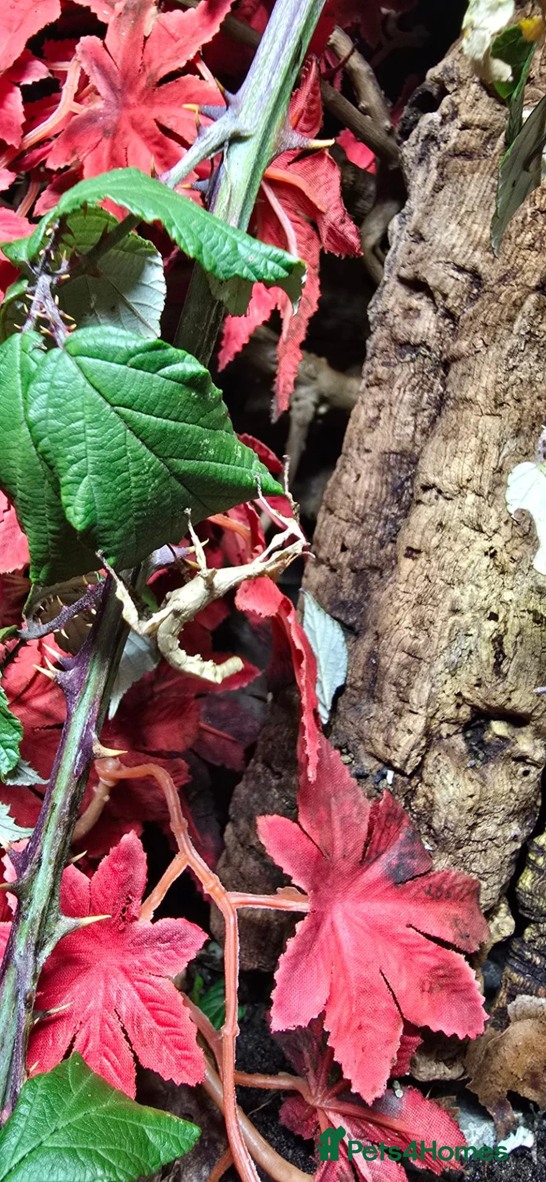 Mixed Breed reptiles for sale: Stick insects  in Cheltenham - Advert 2