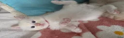 Ragdoll cats for sale: GCCF registered Ragdoll kittens  - Advert 27