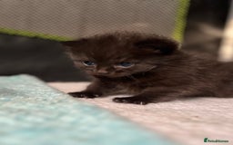 British Shorthair cats for sale: Two Diminutive Overlords Seeking Human Staff - Image 6