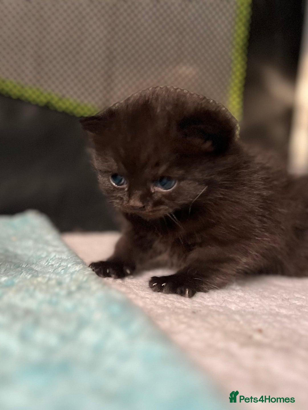 British Shorthair cats for sale: Two Diminutive Overlords Seeking Human Staff - Image 6