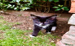 British Shorthair cats for sale: Loving kittens looking for a loving home - Image 12