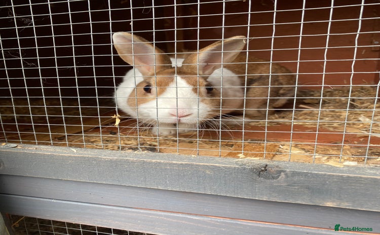 Dutch rabbits - Advert 1