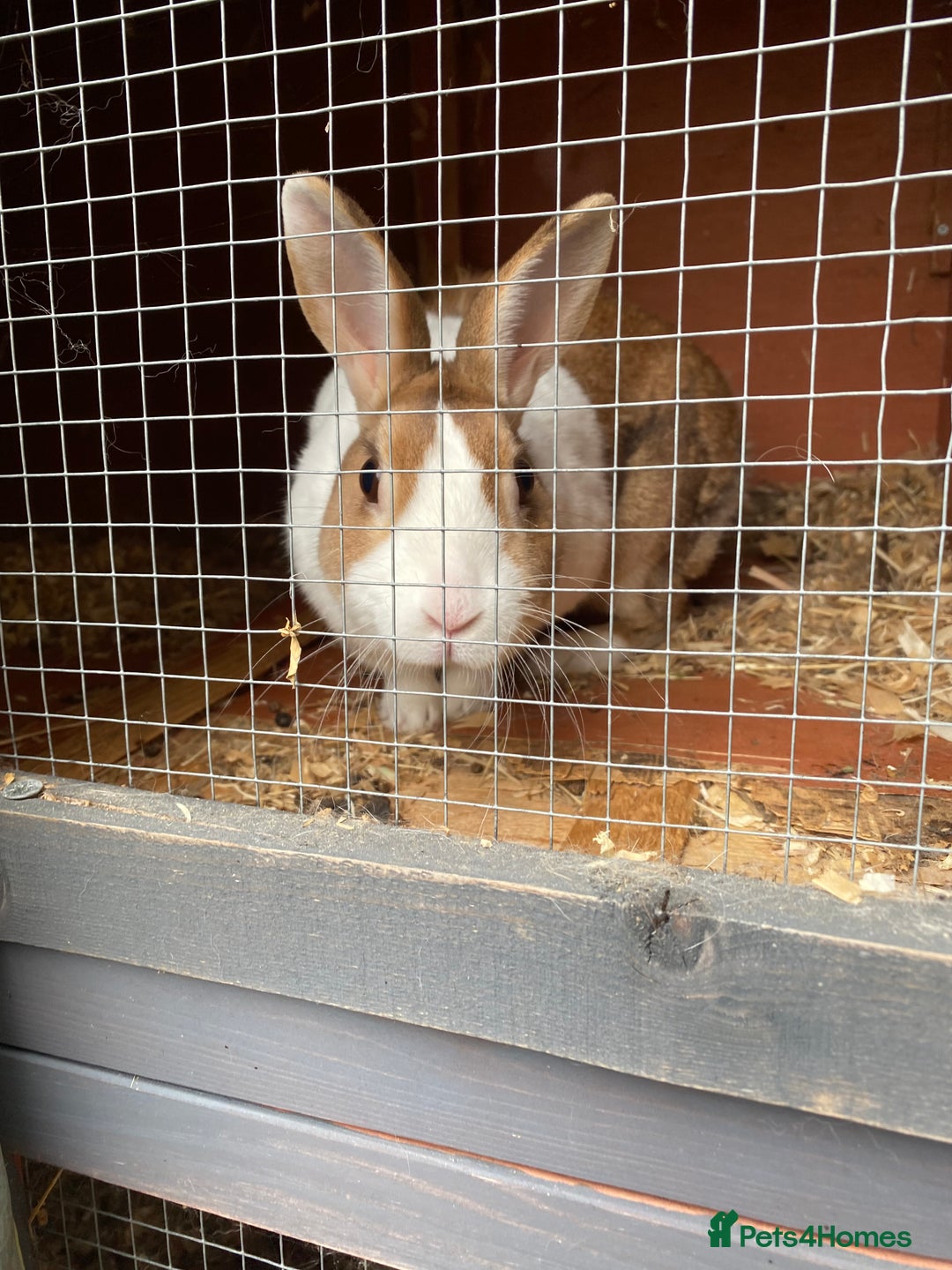 Dutch rabbits for sale: Female Dutch rabbit - Image 1