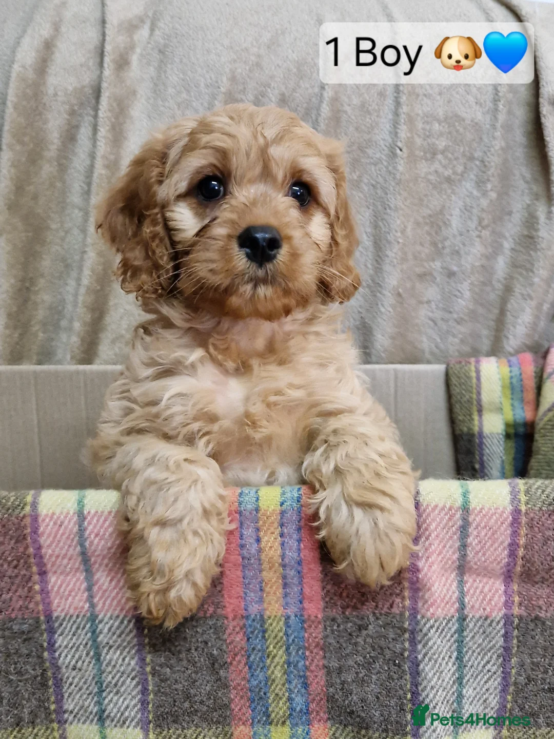 Cavapoo dogs for sale: Cavapoo Bundles of Joy 🥰 - Advert 14