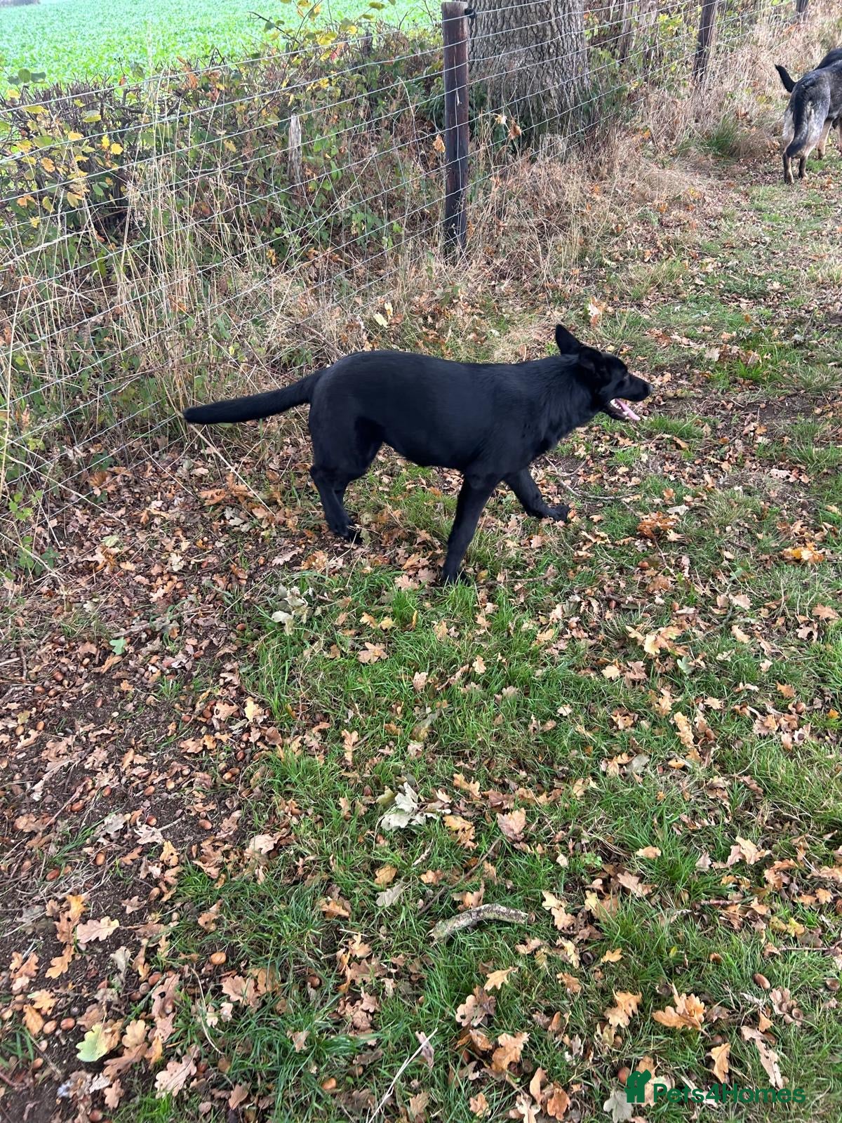 German Shepherd dogs German Shepard Girls - Advert 17