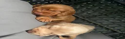 Cocker Spaniel dogs for sale: Working KC Cocker Spaniels   - Advert 5