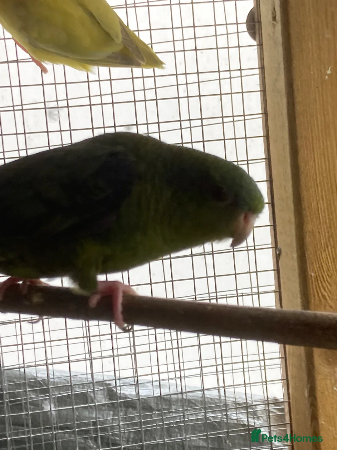 Parakeets birds for sale: Lineolated Parakeet - Advert 2