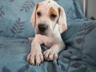 Pointer dogs Quality Pointer Puppies - Advert 1