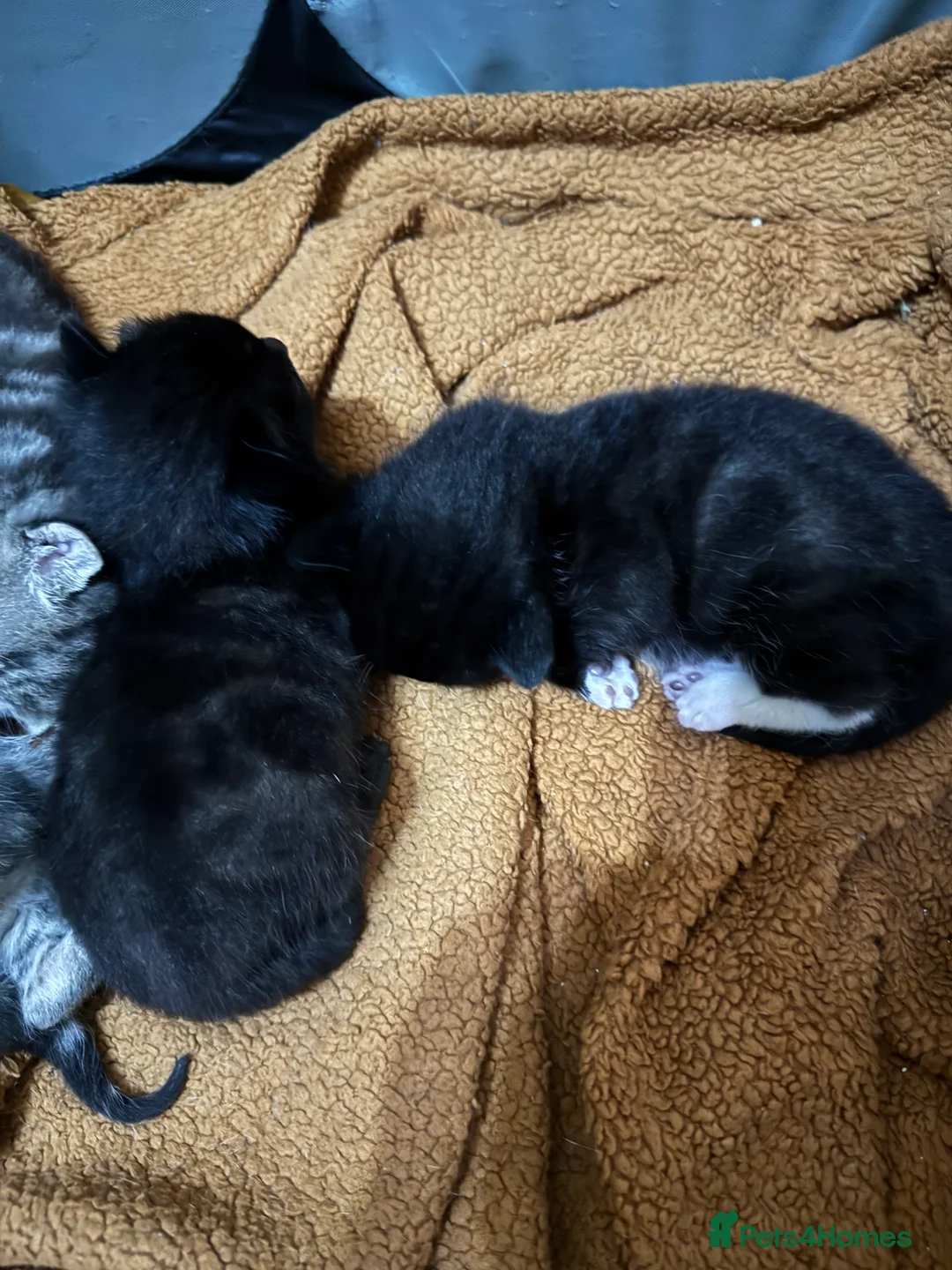 Bengal cats for sale: Cute fluffy Bengal cross kittens  - Advert 13