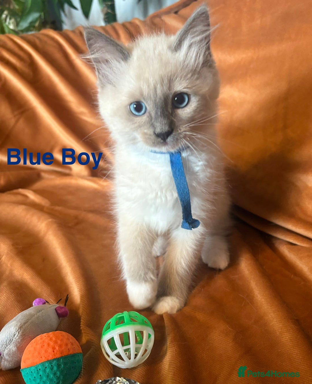 Ragdoll cats for sale: Adorable pure Ragdoll kittens boys and girls - Image 10