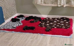 Mixed Breed dogs for sale: Cane Corso cross American bulldog puppy's  - Image 6