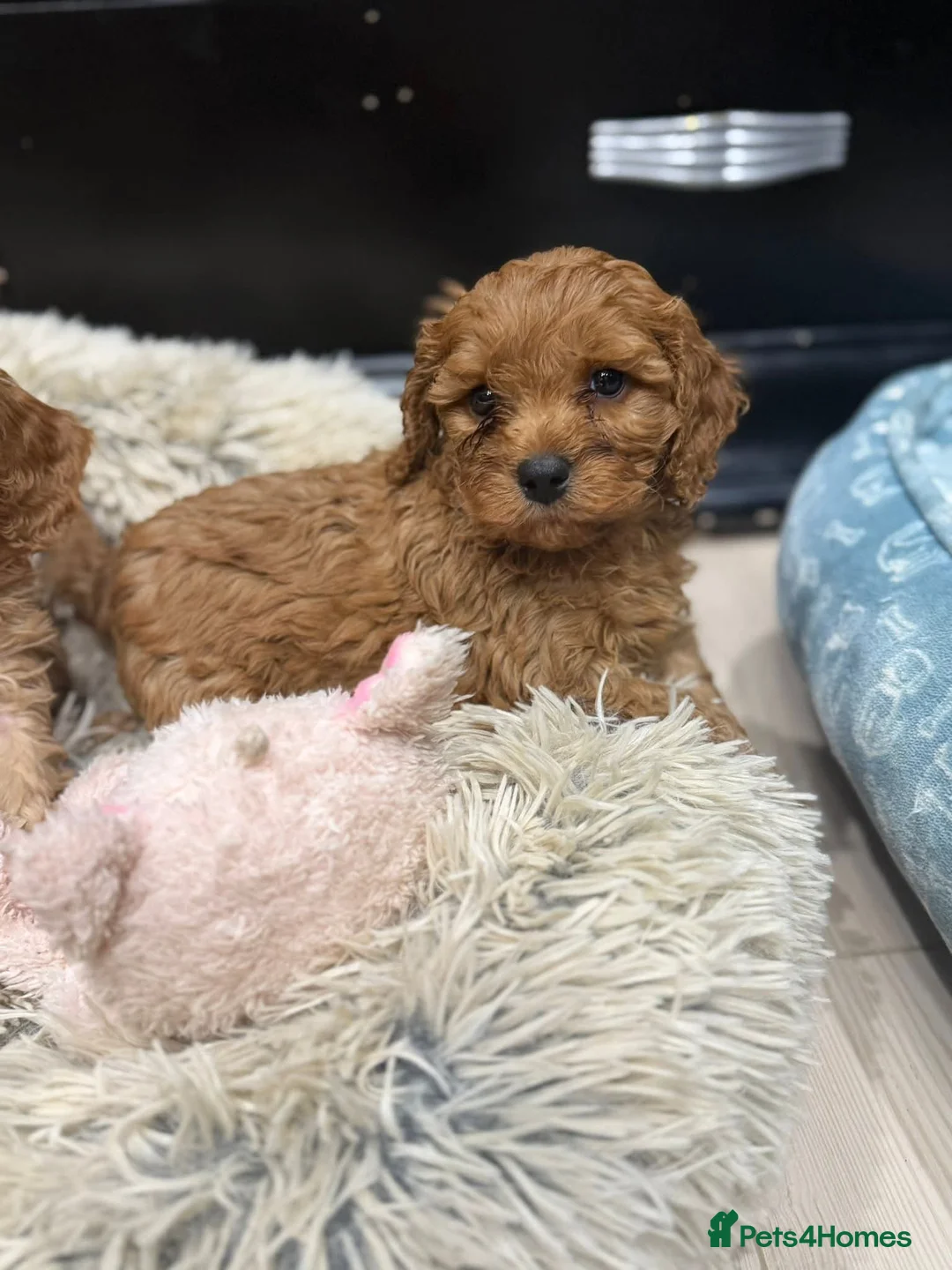 Cavapoo dogs for sale: STUNNING LITTLE RED CAVAPOOS DNA TESTED in Manchester - Advert 2