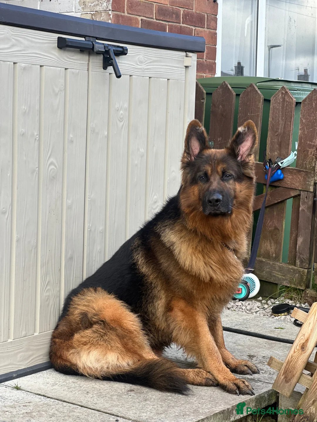 German Shepherd dogs for stud: Seeking for female German for stud  in Wigan - Advert 6