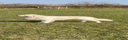 Golden Retriever dogs for stud: Golden retriever stud dog available  - Advert 8