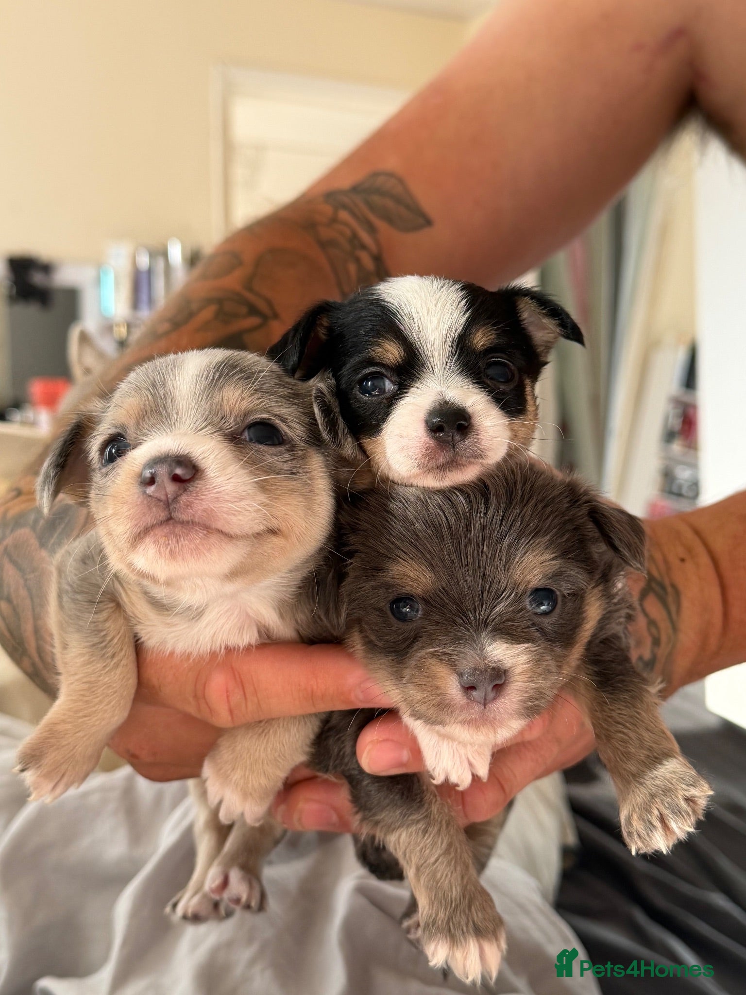 Mixed Breed dogs Beautiful Chihuahua Puppies – 1 Already Reserved - Advert 3