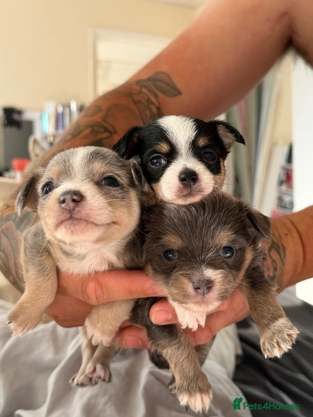 Mixed Breed dogs for sale: Beautiful Chihuahua Puppies – 1 Already Reserved - Advert 2