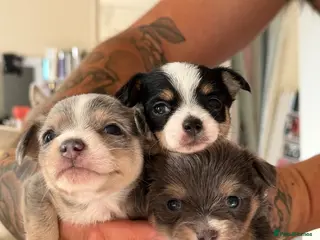 Mixed Breed dogs Beautiful Chihuahua Puppies – 1 Already Reserved - Advert 6