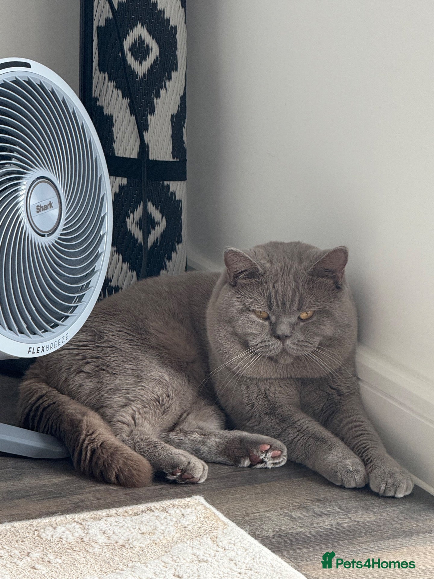 British Shorthair cats Proven BSH Lilac Stud - Advert 1
