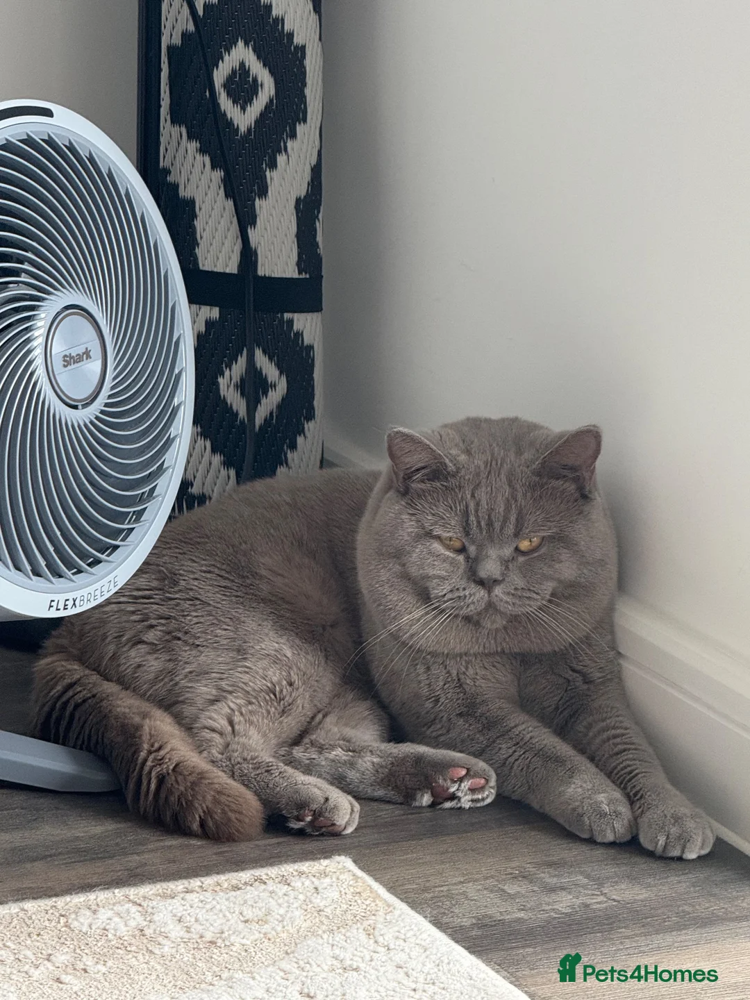 British Shorthair cats for stud: Proven BSH Lilac Stud - Advert 1