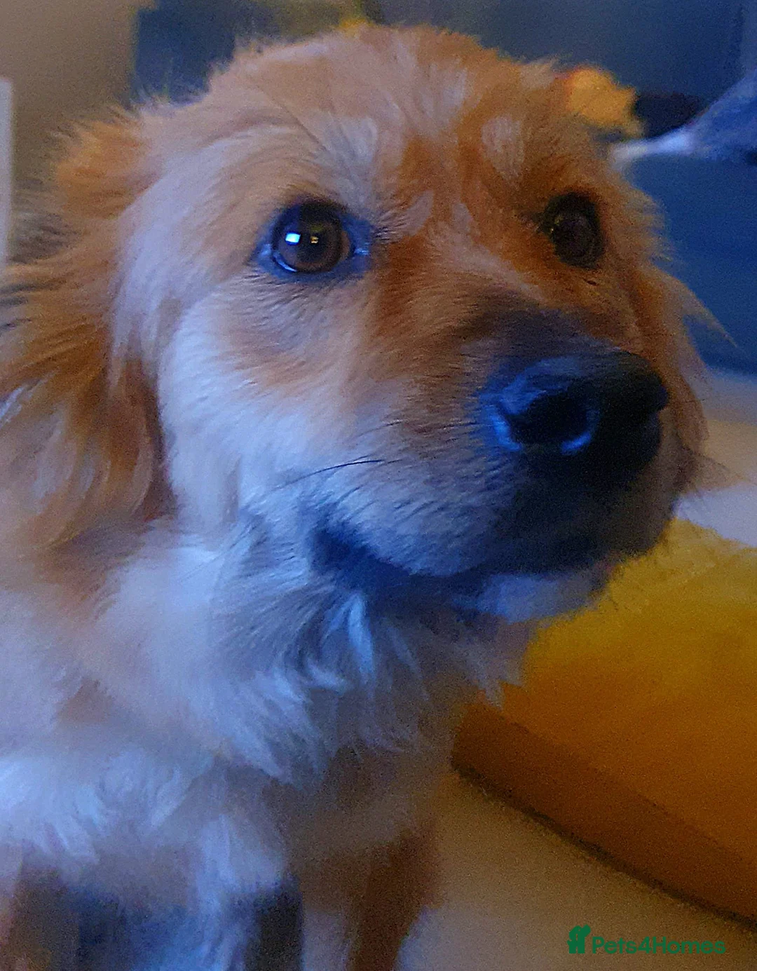 Mixed Breed dogs for adoption: Enid 🧡 - Advert 4